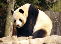 Pierwsza panda z zamrożonej spermy