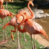 Dlaczego flamingi stoją na jednej nodze?