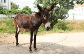 Osła użyto do zamachu bombowego