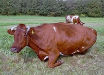 Krowy zwierzętami narodowymi?