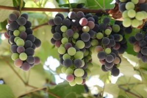 Starożytni Grecy nauczyli Francuzów picia wina