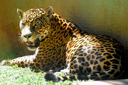 Badania populacji jaguarów