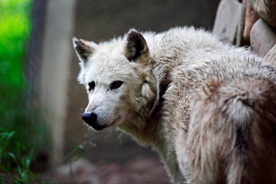 Szwecja: Ruszył sezon polowań na wilki