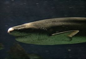Nowa Zelandia: Pokonała rekina deską