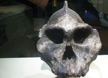 Nowy gatunek hominida odkryty dzięki DNA