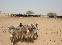 Caritas Nigru o zagrożeniu głodem