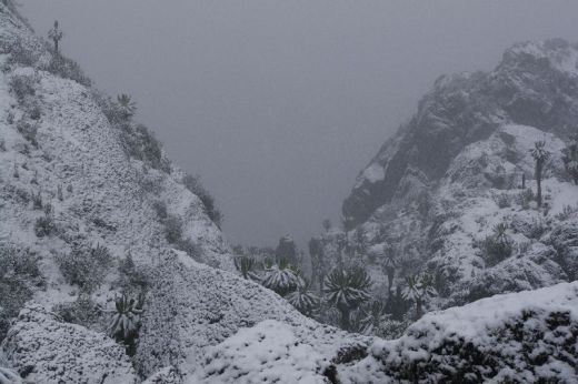 Ruwenzori