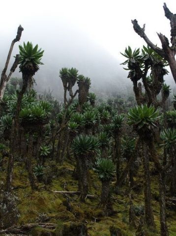 Ruwenzori