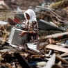 Indonezja: Trzęsienie ziemi