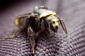 Pszczoły opanowały Mediolan
