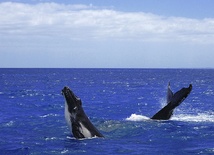 Pozew za nielegalne połowy wielorybów