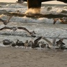 Ptaki morskie przenoszą metale ciężkie