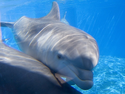 Dźwięki delfinów butlonosych