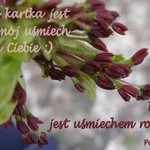 Kwiat jest uśmiechem