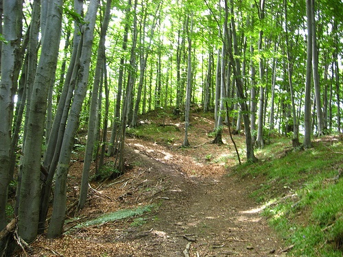 Bieszczady dla Jezusa