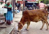Indie: Nie będzie wołowiny na Igrzyskach