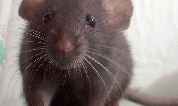 Odkryto kości szczura olbrzyma