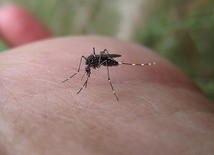 Nowa, ekologiczna metoda walki z komarami