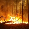 Rosja: Pożary lasów