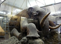 Kto jest winny wymarciu mamutów?