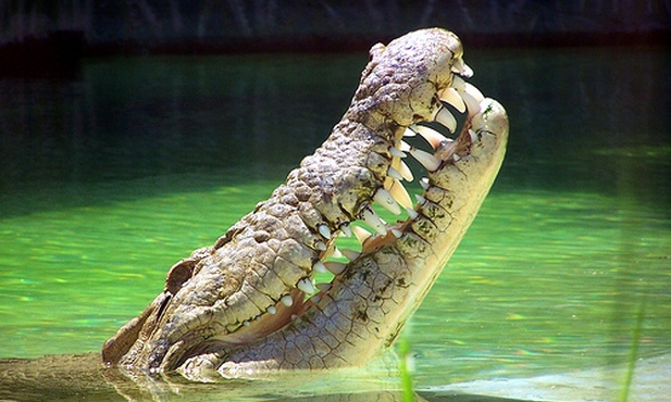 Groźne prehistoryczne krokodyle