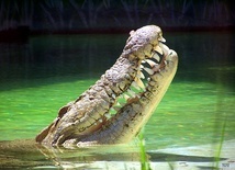 Groźne prehistoryczne krokodyle