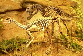 Odkryto szkielet niezwykłego dinozaura