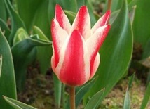 500 biało-czerwonych tulipanów 