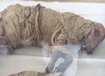 Mumie psów z XV wieku
