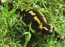 Salamandry plamiste już wydają potomstwo