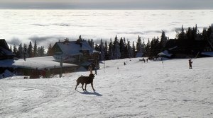 Śnieżna zima to powrót do normalności 