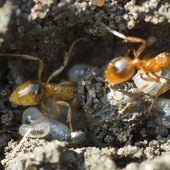 Osy wygrają z mrówkami?