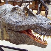 Odkryto kuzyna tyranozaura