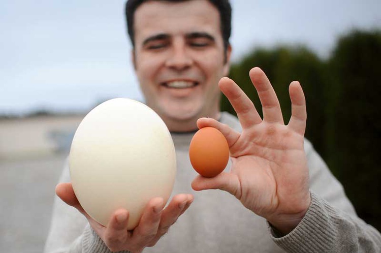 Jedno strusie jajo to ok. 40 jajek kurzych