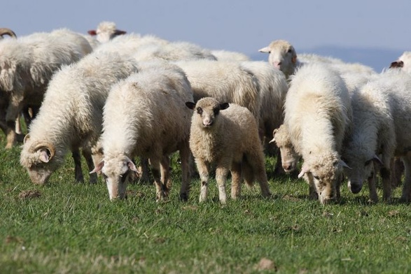 W Bieszczadach spóźniony redyk owiec