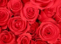 30 tys. róż na Mszy beatyfikacyjnej