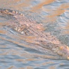Śmierć czai się w wodach Zambezi