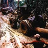 Amazonia jest największym obszarem zalesionym na Ziemi. Jej szybka degradacja może oznaczać poważne kłopoty dla ziemskiego klimatu.