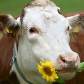Mleko prosto od… krowy