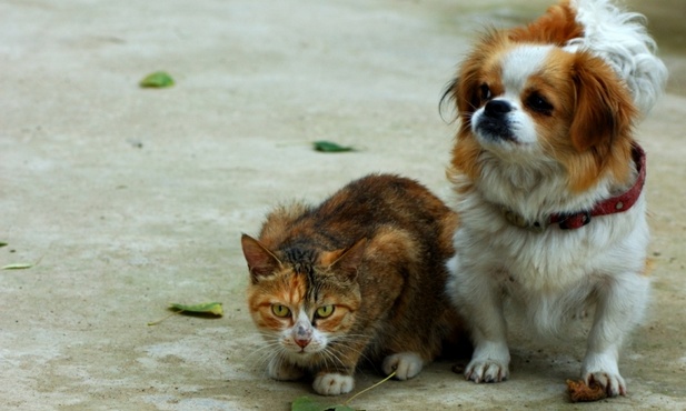 Psy i koty zmniejszają ryzyko alergii?