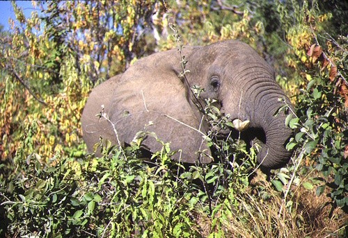 Pierwszy powszechny spis słoni
