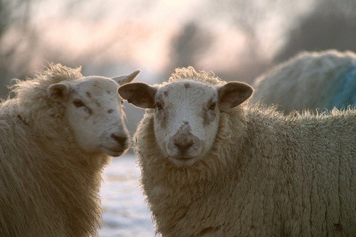 W Krakowie owce pasą się na Błoniach