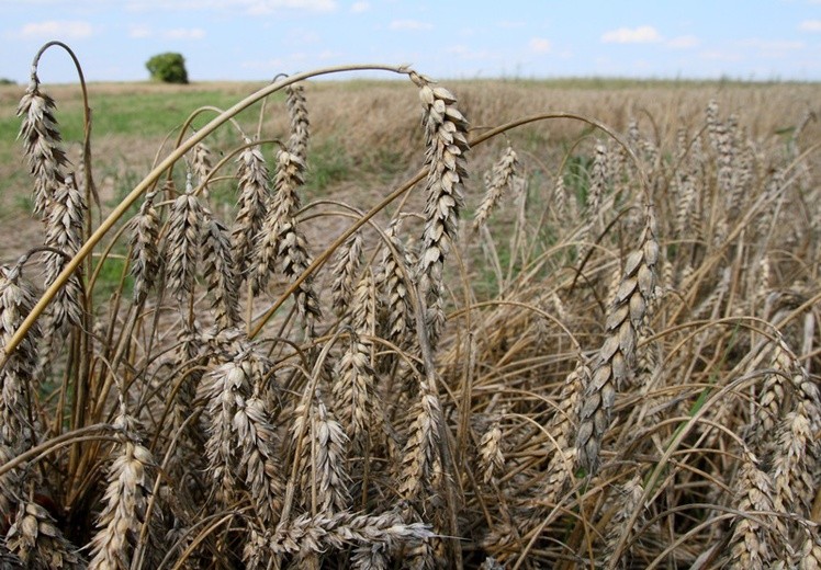 Polska wznawia debatę o zakazywaniu GMO