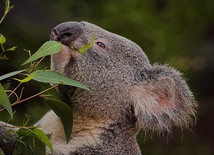 Ratujmy misie koala