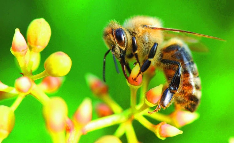 Pszczoły lubią zapalić i wypić