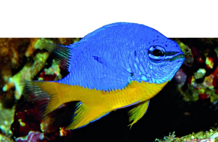W ostatnich latach powstały trzy nowe gatunki ryb z rodziny garbnikowanych.