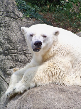 Niepokój o los niedźwiedzi polarnych