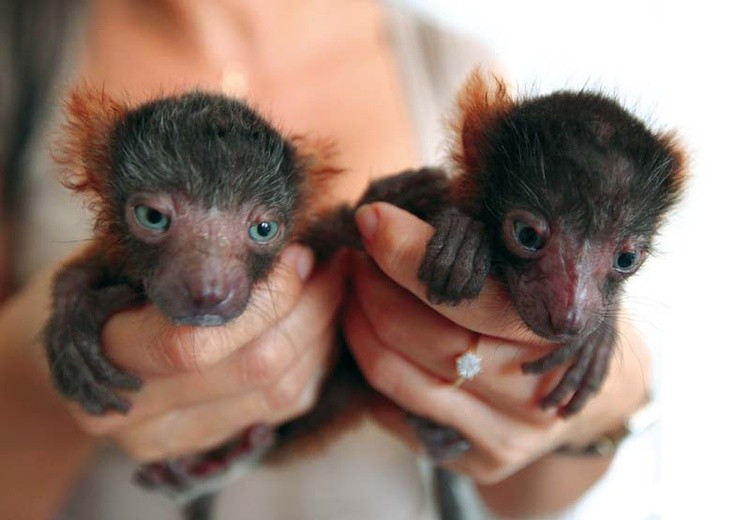 W łódzkim zoo urodziły się cztery lemury