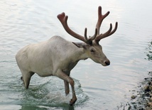 Rangifer tarandus groenlandicus