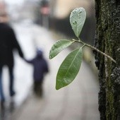 Otwarto Świętokrzyski Ośrodek Adopcyjny